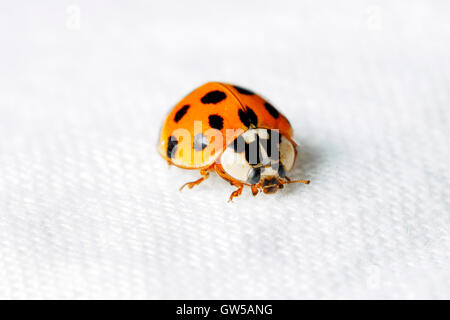 Harlequin ladybird Harmandia axyridis - Londra, Inghilterra Foto Stock