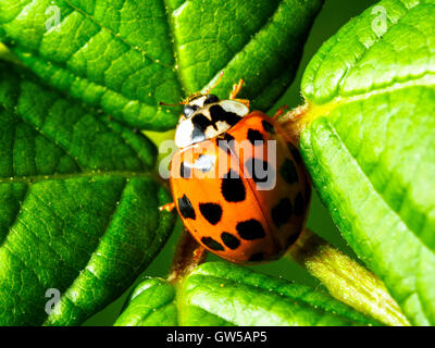 Harlequin ladybird Harmandia axyridis - Londra, Inghilterra Foto Stock