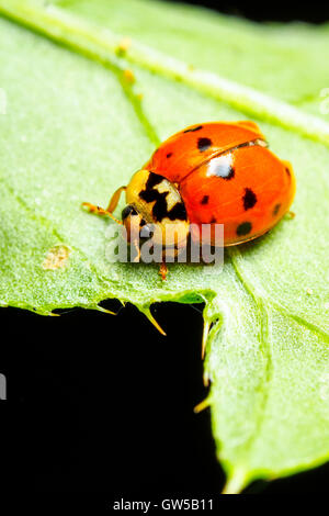 Harlequin ladybird Harmandia axyridis - Londra, Inghilterra Foto Stock