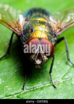 Comune bottiglia verde fly - Londra, Inghilterra Foto Stock