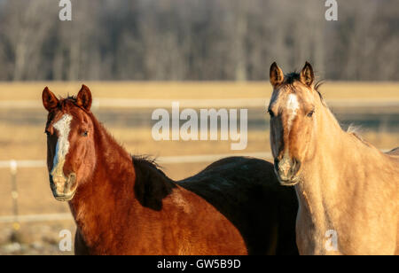 Due American Quarter Horses guardando con curiosità. Foto Stock