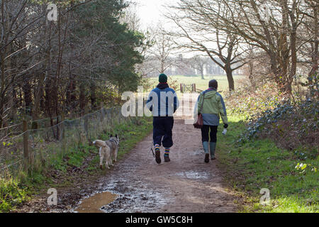 Cane passeggiate in campagna. Norfolk. L'inverno. East Anglia. In Inghilterra. Regno Unito. Foto Stock