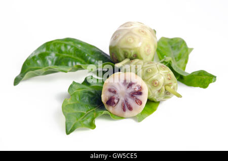 Il Noni (denominato anche come Morinda citrifolia, Rubiaceae Noni, grande morinda, gelso indiano, spiaggia del gelso, formaggio, frutta Gentianale Foto Stock