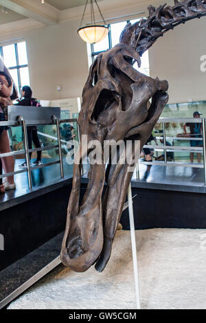 Anatotitan copei dal Museo Americano di Storia Naturale di New York. Foto Stock