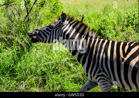 Le pianure Zebra. Hluhluwe-Umfolozi Game Reserve, Sud Africa. Foto Stock