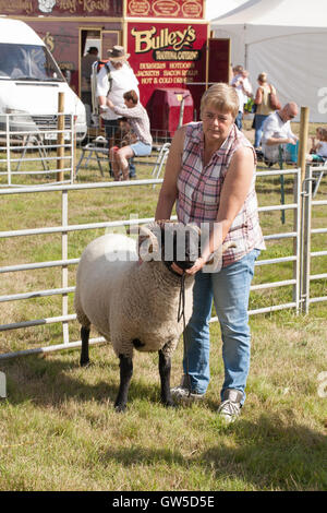 Norfolk Horn Sheep. In arrivo per mostrare l'anello. Aylsham spettacolo agricolo. Norfolk. East Anglia. A ferragosto. Foto Stock