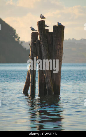 Il lago di pilastro del paesaggio con i gabbiani. Foto Stock