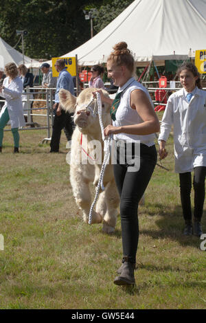 I gestori delle donne portando Portando un COW Charlolais (Bos taurus) in mostra ad anello. Aylsham spettacolo agricolo. Norfolk. In Inghilterra. Regno Unito. Foto Stock