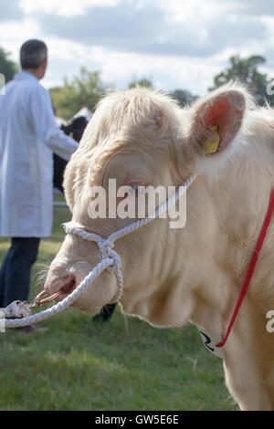 Charolais Bovini (Bos sp. ) Ritratto. Vincitore del premio animale. Carni bovine continentale razza. Aylsham spettacolo agricolo. Norfolk. In Inghilterra. Foto Stock