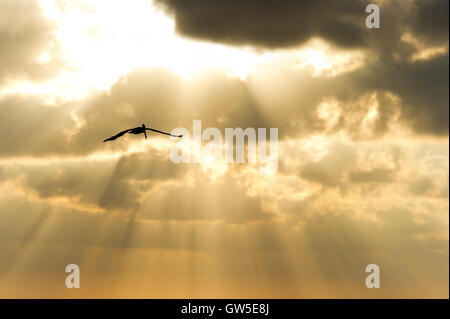 Bird flying silhouette raggi del sole è una singola anima soaring tra il golden sunbeam sky. Foto Stock