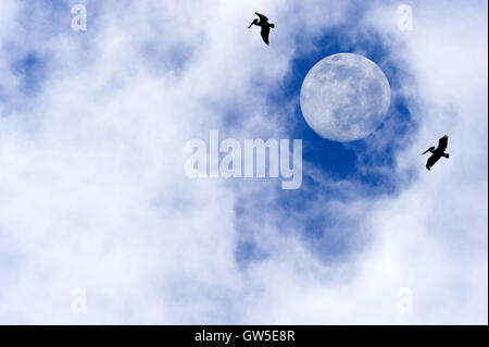 Luna gli uccelli sono il traino stagliano uccelli che vola da una brillante luna piena con wispy nubi in un profondo cielo blu. Foto Stock