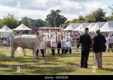 Carni bovine razze bovine (Bos sp. ) Vincitore del Premio animali. Razze da carne essendo assemblati in anello per giudicare. Aylsham spettacolo agricolo Foto Stock