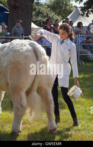 Charolais Boll. Quarti posteriori, estremità posteriore. (Bos sp. ) Il potenziale vincitore del premio animale. Essendo pettinati e preparati per i giudici. Foto Stock