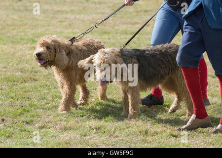 Mink Hounds (Canis lupus familiaris); la recente nuova razza derivata da ex Otterhounds, per rintracciare introdotto visone americano. Foto Stock