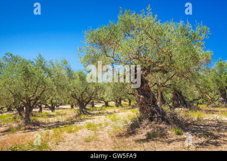 Alberi di olivo in estate il giardino greca, l'isola di Zante, Grecia Foto Stock