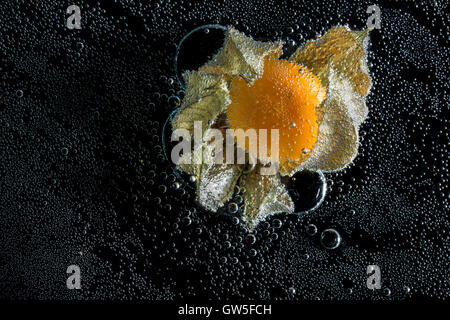 Physalis frutto in acqua minerale, una serie di foto. Close-up di acqua gassata su sfondo nero Foto Stock