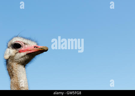 Io sono lo struzzo - Struthio camelus - Lo struzzo o struzzo comune è di uno o due specie di grandi uccelli flightless nativ Foto Stock