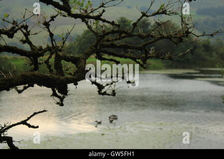 Galles del sud, vallate, Blaenau Gwent Ebbw Vale, valley Foto Stock