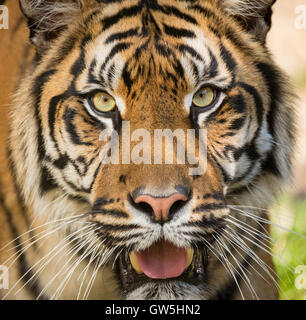 La tigre di Sumatra (Panthera tigris sumatrae) è una rara sottospecie di tigre che abita l isola indonesiana di Sumatra Foto Stock