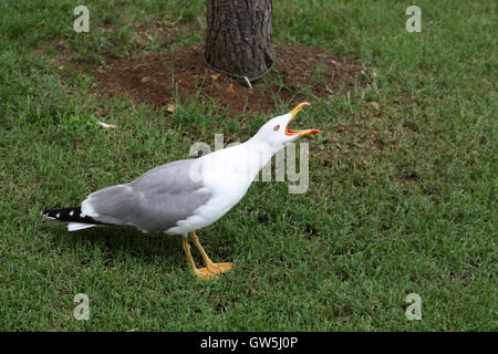 Seagull urlando in piedi in un prato di erba Foto Stock