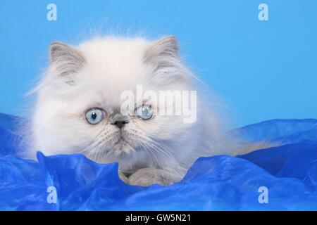 Perser Colorpoint gattino Foto Stock