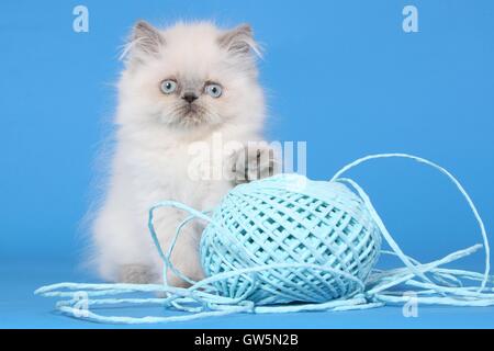 Perser Colorpoint gattino Foto Stock