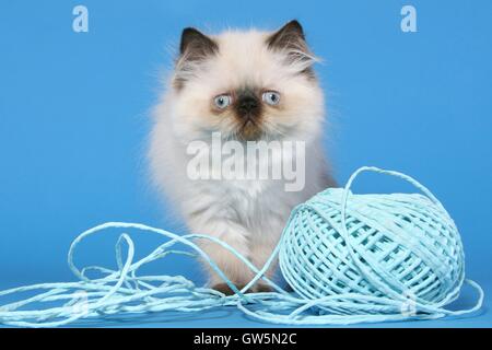 Perser Colorpoint gattino Foto Stock