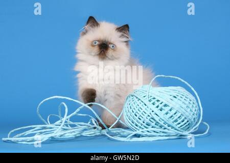 Perser Colorpoint gattino Foto Stock