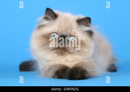 Perser Colorpoint gattino Foto Stock