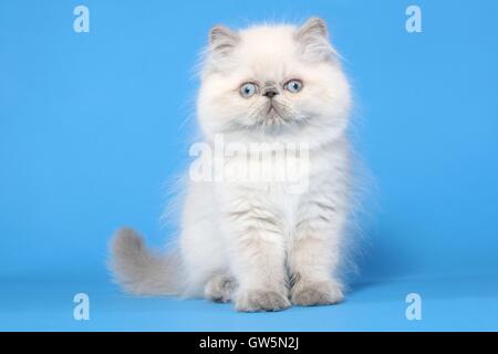 Perser Colorpoint gattino Foto Stock