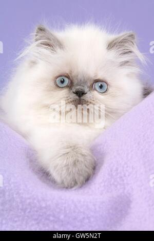 Perser Colorpoint gattino Foto Stock