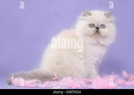 Perser Colorpoint gattino Foto Stock