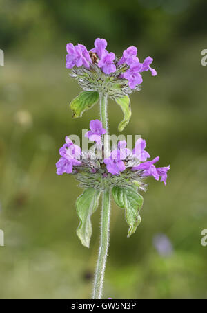 Wild basilico - Clinopodium vulgare Foto Stock