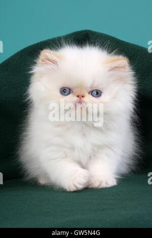 Perser Colorpoint gattino Foto Stock