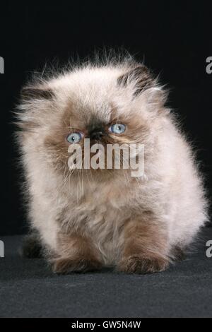Perser Colorpoint gattino Foto Stock