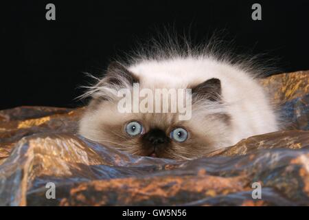 Perser Colorpoint gattino Foto Stock