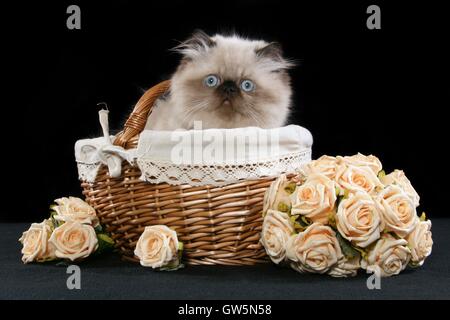 Perser Colorpoint gattino Foto Stock