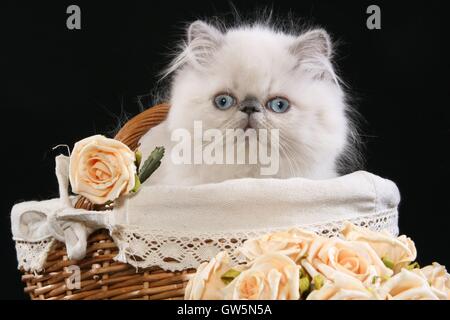 Perser Colorpoint gattino Foto Stock