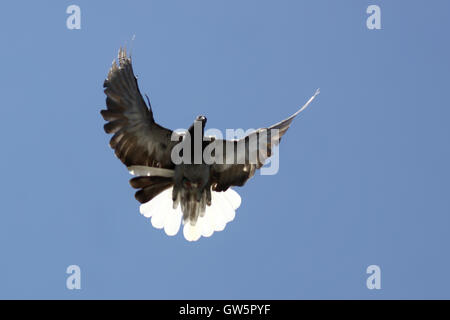 Colomba in aria con le ali aperte nella parte anteriore del cielo blu Foto Stock