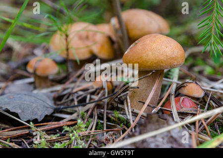 I funghi crescono nella foresta Foto Stock