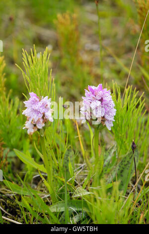 Due Orchidea macchiata (Dactylorhiza maculata) fiori spontanei in umido brughiera acida. Snaefellsnes Peninsula, Islanda Foto Stock