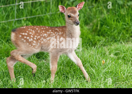 Cari rosso fulvo - un Regno Unito specie native Foto Stock