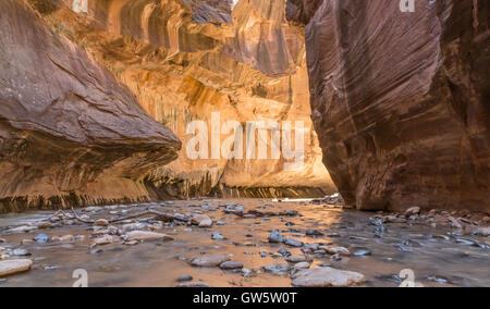 La si restringe del fiume vergine, Parco Nazionale Zion, Utah, Stati Uniti d'America Foto Stock