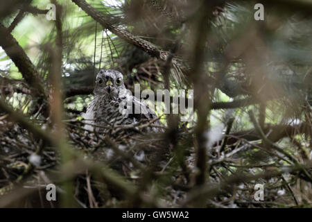 Eurasian Sparviero / Sperber ( Accipiter nisus ), cute giovane uccellino, nel suo nido di nascosto, in alto in un albero di pino. Foto Stock