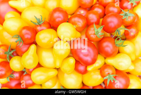 Lo sfondo da multi-colore di pomodori maturi. Raccolto di fresco. Foto Stock