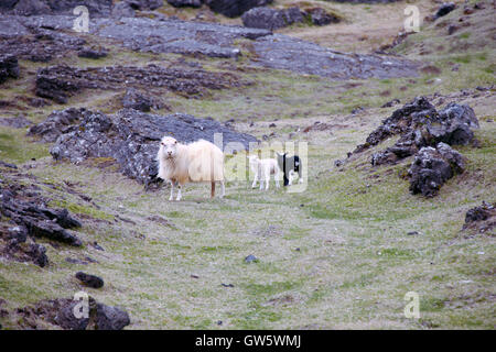 Icelandic Sheep con lei in bianco e nero gli agnelli Foto Stock