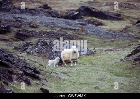 Icelandic Sheep con la sua prole Foto Stock