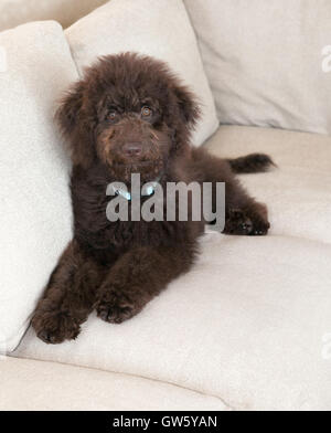 Il cioccolato labradoodle cucciolo di cane giace sul tessuto beige lettino. Egli ha la parentesi cioccolato marrone capelli. Egli è al di sotto di una camera guardando in alto Foto Stock