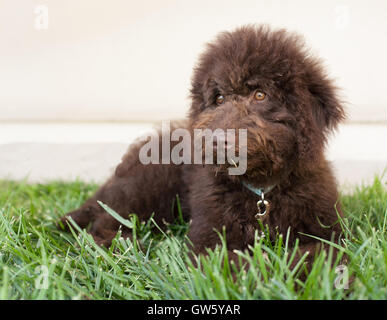 Il cioccolato labradoodle cucciolo di cane giace sull'erba. Un labradoodle è un incrocio tra un barboncino e un labrador retriever. Foto Stock