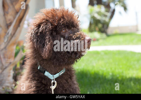 Il cioccolato labradoodle cucciolo di cane si trova sull'erba. Egli ha la parentesi cioccolato marrone capelli. Egli ha una vista di profilo.Il suo volto è bagnato Foto Stock